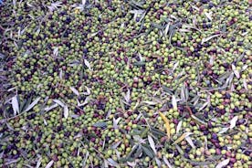 Automne - L'or vert de la Valdichiana Senese: collecte et pressage des olives