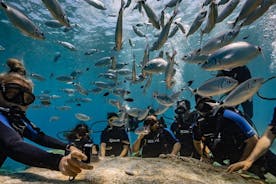Scuba Diving at Turtle Bay with Underwater Pictures Included