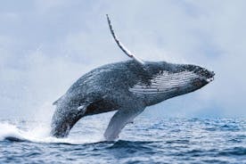 Walvissen spotten vanuit Reykjavik