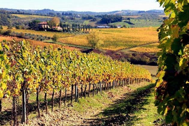 Degustación de vinos en Chianti, visitando Castellina, en la Toscana desde Roma