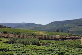Excursion dans la vallée du Douro avec visite de deux vignobles, croisière sur la rivière et déjeuner au vignoble