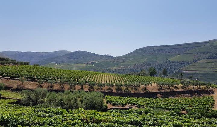 Excursion dans la vallée du Douro avec visite de deux vignobles, croisière sur la rivière et déjeuner au vignoble