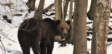 Bear assistindo a experiência perto de Brasov