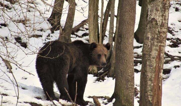 Björn som ser erfarenhet nära Brasov