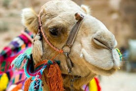 Experiencia de paseo en camello en Capadocia Amanecer Atardecer durante el día