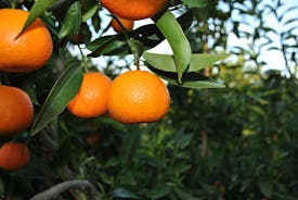 Mandarina Farming Tour med mat och dryck provsmakning i Albanien