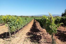 Ruta privada de los vinos del Algarve