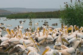 Fåglar, natur och vintur från Nessebar eller Burgas