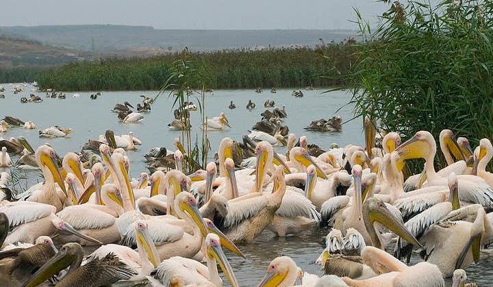 Birds, nature and wine tour from Nessebar or Bourgas