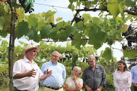 Besøg på Vesterhavegaardens vingård og vinbutik – økologisk produktion