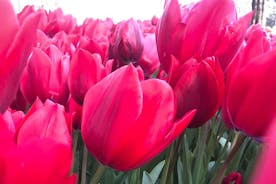 Tour guiado de tulipanes en el parque Emirgan con paseo en ferry por el Bósforo