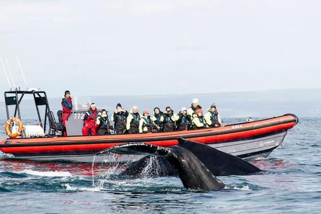 Tour di avvistamento balene in gommone da Husavik