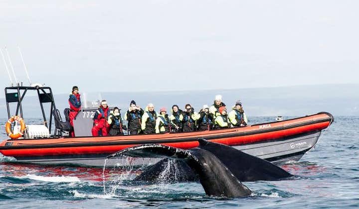 Big Whales & Puffins RIB bátsferð frá Húsavík