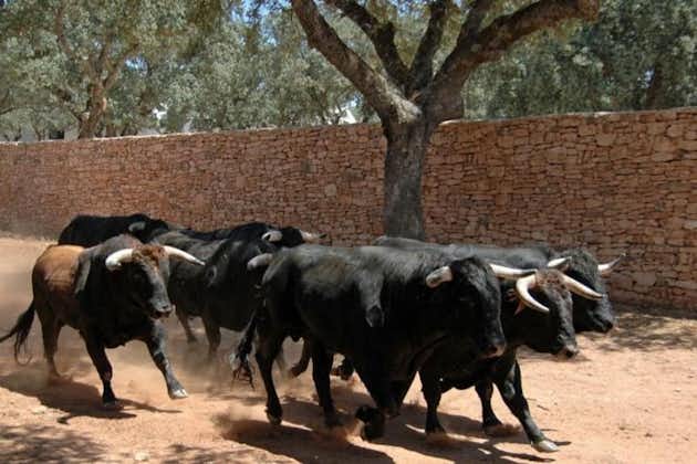 Visit a Horse and Bull Farm including a Ronda tour