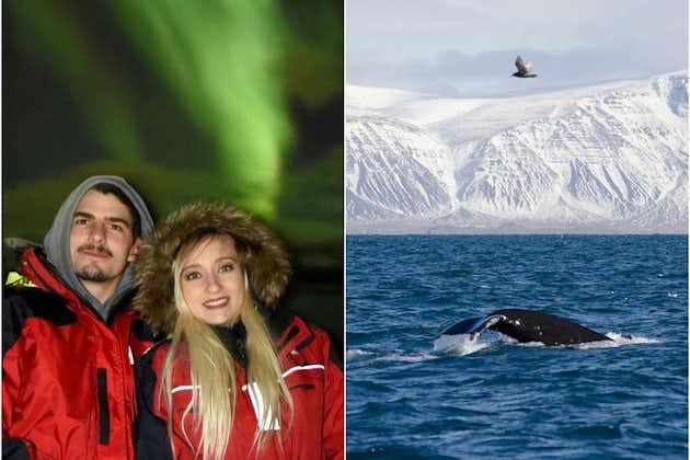 Winterwalvissen spotten en noorderlichtcruise | Combo uit Reykjavik