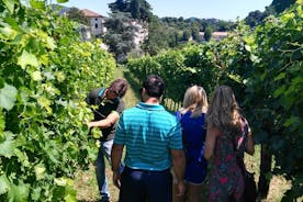 A partir de Padoue: Tour des caves à vin dans les Collines Euganéennes