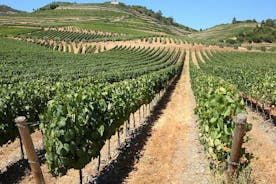 Douro Valley Tour inklusive 3 vingårde til små grupper