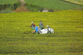 Mezza giornata Gorreana - Passeggiata pedonale e degustazione di tè (Min. 2 persone)