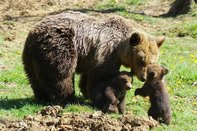 Bear Sanctuary & Rasnov Fortress - privédagtour vanuit Boekarest