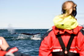 Observação expressa de baleias em barco RIB de Akureyri
