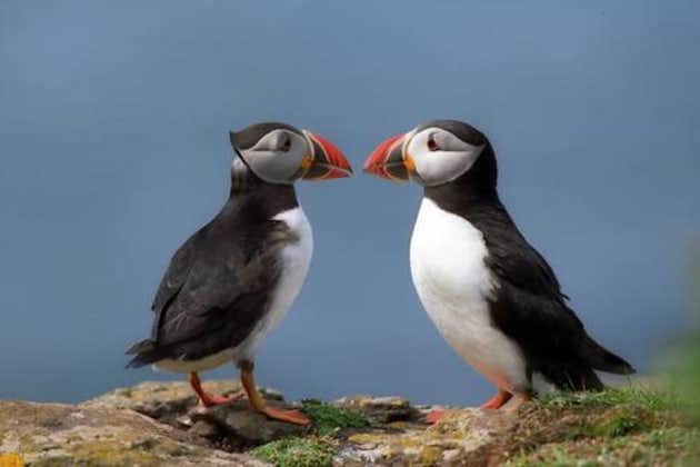 Puffin Cruise with Expert Tour Guide from Reykjavik