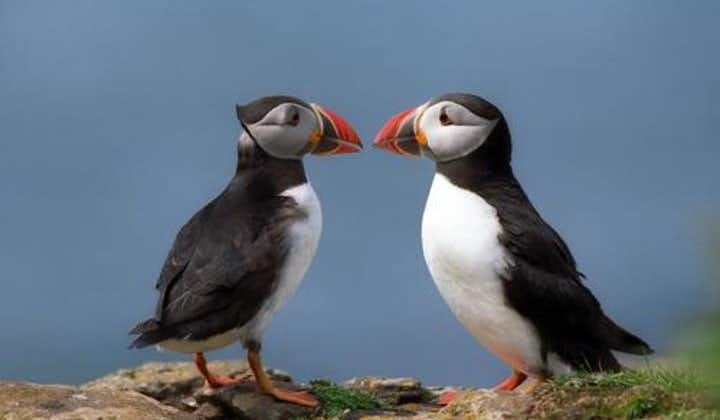 Puffin Cruise with Expert Tour Guide from Reykjavik