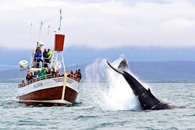 Traditioneel walvissen spotten vanuit Húsavík