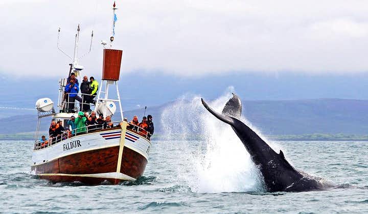 Traditioneel walvissen spotten vanuit Húsavík