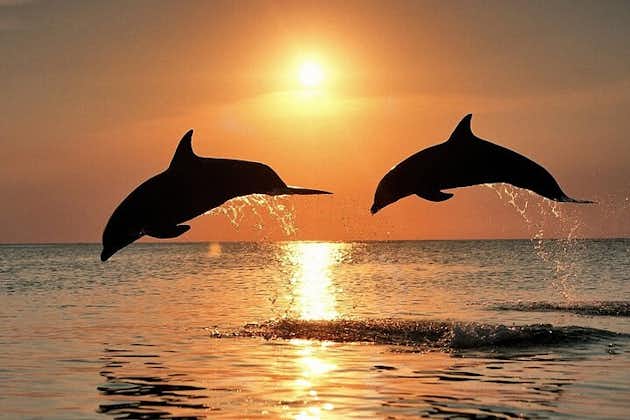 Delfin- og solnedgangscruise med middag og drikke fra Pula