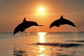 Delfin- und Sonnenuntergangsbeobachtung mit Abendessen und Getränken