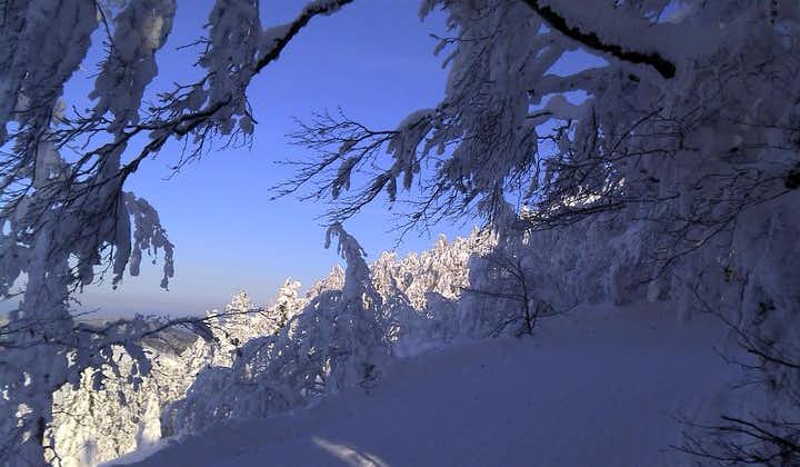 Private 3-Day Slovakia Winter Break from Bratislava