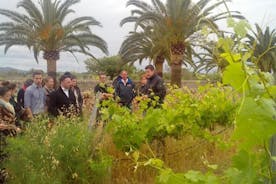 Mallorcan puolen päivän yksityinen viinikierros viininmaistelulla