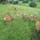 Bucklebury Farm & Deer Safari Park, Bucklebury, West Berkshire, South East England, England, United Kingdom