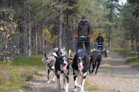 Herfst Husky zit en rijd met de kar vanuit Kiruna
