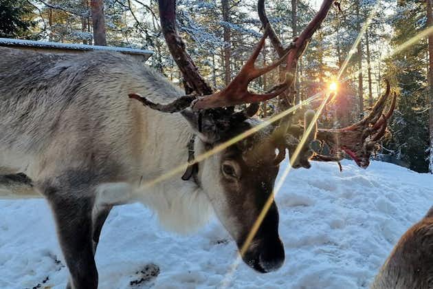 PRIVATE Adventure To The REINDEER Park med VIP-bil