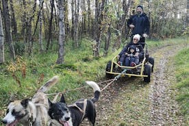 Dog driving with dog carriage in the Alta Valley along the famous salmon river