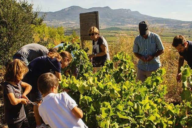 Experiencia de cosecha en la región vinícola de Rioja