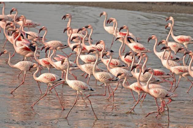 Lio piccolo: flamingos och fågelskådningscykeltur i den venetianska lagunen