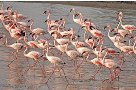Lio piccolo: flamingot ja lintujen tarkkailupyöräretki venetsialaisessa laguunissa