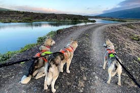 Wandern mit Husky in Akureyri (privat)