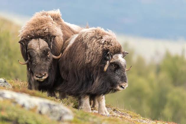 Safari à la découverte des bœufs musqués dans le parc national de Dovrefjell au départ d'Oppdal