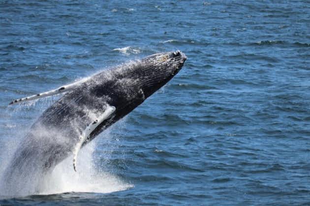 Expérience guidée d'observation des baleines au départ de Reykjavik