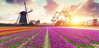 Dutch Countryside and Tulip Fields Tour