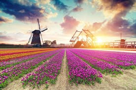 Dutch Countryside and Tulip Fields Tour