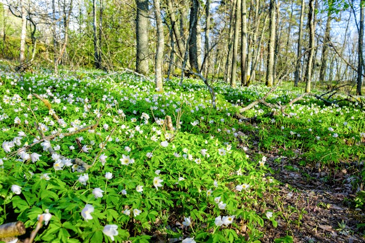 Photo of Springtime is the moment for wild wood anemones, Turku.
