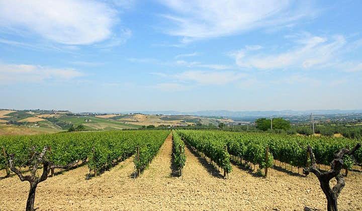 Visit the Marchesi de Cordano winery and taste its wines