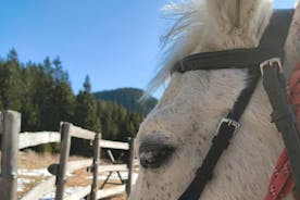 Aulas de equitação no coração do Rose Valley