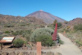 Guidad vandring på berget Teide och botaniska trädgården på Teneriffa