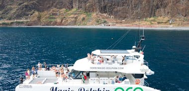 Madeira Dolphin and Whale Watching from Funchal, Portugal