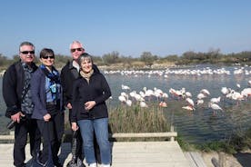 Rosa flamingos och natur i Camargue